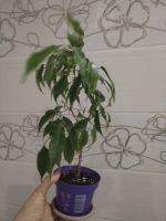 Лот: 25888977. Фото: 4. Фикус Бенджамин. Красноярск