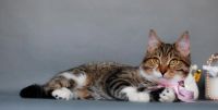 Лот: 8294927. Фото: 2. Ласковая кошечка 2,5 года. Животные и уход