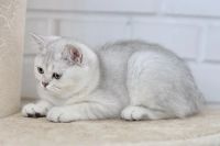 Лот: 10338546. Фото: 7. Продам британского котенка - девочка...