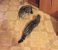 Лот: 6908473. Фото: 15. Котята мраморные шотландские прямоухие...