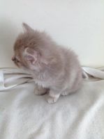 Лот: 7178223. Фото: 3. Породистая девочка-шотландка... Растения и животные