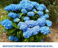 Лот: 16080355. Фото: 7. Гортензия крупнолистная