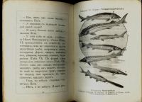 Лот: 17022898. Фото: 5. Сысоев В.М. Среди рыб.* 1909 год...