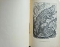Лот: 25079026. Фото: 18. Гады и рыбы. По Брэму и другим...