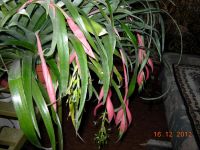 Лот: 6498256. Фото: 3. Бильбергия поникающая (Billbergia... Для дачи, дома, огорода, бани, парка