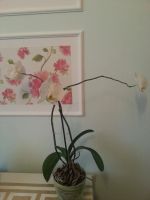 Лот: 7018925. Фото: 2. Орхидея фанелопсис. Комнатные растения и уход