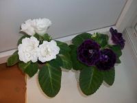 Лот: 4955024. Фото: 6. Глоксиния Silvana Violet! Обильноцветущий...
