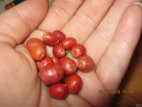 Лот: 12999412. Фото: 7. муррайя №36