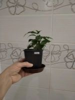 Лот: 25888987. Фото: 5. Фикус Бенджамин(малыш)