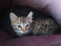 Лот: 14066796. Фото: 3. Котенок. Растения и животные