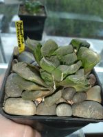 Лот: 18498347. Фото: 4. хавортия Чевагри Haworthia cv... Красноярск