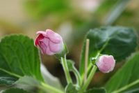 Лот: 3013871. Фото: 2. Глоксиния 36 (цветущая). Комнатные растения и уход