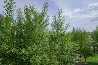 Лот: 25439974. Фото: 11. квартира , Красноярск Тамбовская...