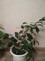 Лот: 16835525. Фото: 2. Фикус Бенджамина. Комнатные растения и уход
