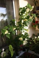 Лот: 4213324. Фото: 3. Абутилон Бэлла сорт Невеста. Растения и животные