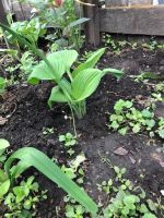 Лот: 5636701. Фото: 5. Хоста "Элеганс"