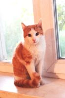 Лот: 3105500. Фото: 4. Отдам молодого котика 8-9 месяцев... Красноярск