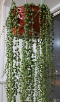 Лот: 14987086. Фото: 2. Крестовник роули. Комнатные растения и уход