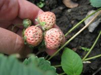 Лот: 4358651. Фото: 2. Клубника pineberry, 4 укорененных... Семена, рассада, садовые растения