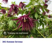 Лот: 19178827. Фото: 4. Княжики сибирские. Красноярск