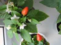 Лот: 9621512. Фото: 7. яркий перец перчик декоративный...