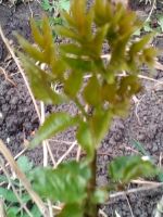 Лот: 14403354. Фото: 2. элеутерококк - живая колючая изгородь... Семена, рассада, садовые растения