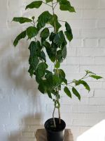 Лот: 20868705. Фото: 2. Растение. Комнатные растения и уход