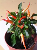 Лот: 1617291. Фото: 2. Перец острый "Костер". Комнатные растения и уход