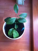 Лот: 22031946. Фото: 5. Лимон в горшке.