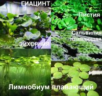 Лот: 21977500. Фото: 3. Пистия плавающие растения для... Растения и животные