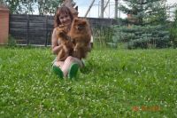 Лот: 4267225. Фото: 5. Красотка девчёнка йоркширского...