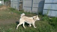 Лот: 10026066. Фото: 2. Вязка. Животные и уход