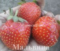 Лот: 5990596. Фото: 2. Рассада садовой земляники(клубники... Семена, рассада, садовые растения