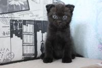 Лот: 3153295. Фото: 2. Котенок шотландский вислоухий... Животные и уход