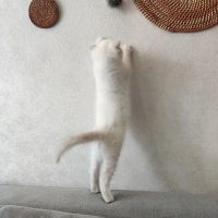 Лот: 20352824. Фото: 6. Шотландский Вислоухий котёнок.