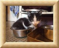 Лот: 3676333. Фото: 3. Котенок Феликс ищет хозяев. Растения и животные