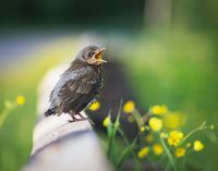 Лот: 8096219. Фото: 3. Canon ef 75-300mm f/4-5.6 III... Красноярск