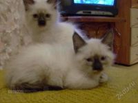Лот: 2395379. Фото: 2. Котята. Животные и уход