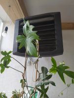 Лот: 808230. Фото: 7. филодендрон