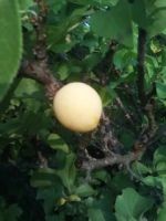 Лот: 14288443. Фото: 3. Саженец сливы (или обмен). Для дачи, дома, огорода, бани, парка