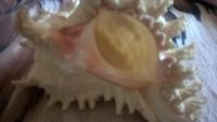 Лот: 11154064. Фото: 2. морская ракушка. Аквариумистика