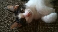 Лот: 5760210. Фото: 3. котята. Растения и животные
