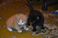 Лот: 4073569. Фото: 3. Отдам котят. Растения и животные