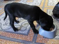 Лот: 7263152. Фото: 2. Щенок. Животные и уход