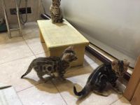 Лот: 6975681. Фото: 4. Бенгальские котята 4шт. Красноярск