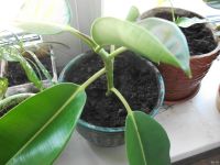 Лот: 14817034. Фото: 2. Фикус каучуконосный в горшке. Комнатные растения и уход