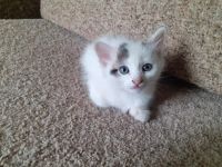 Лот: 16434958. Фото: 5. Котята