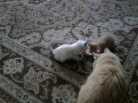 Лот: 6702332. Фото: 6. Котята!!! :)