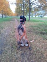 Лот: 12588000. Фото: 2. Ищу кобеля малинуа(бельгийская... Животные и уход