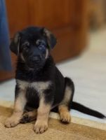 Лот: 21038613. Фото: 2. Щенки немецкой овчарки. Животные и уход